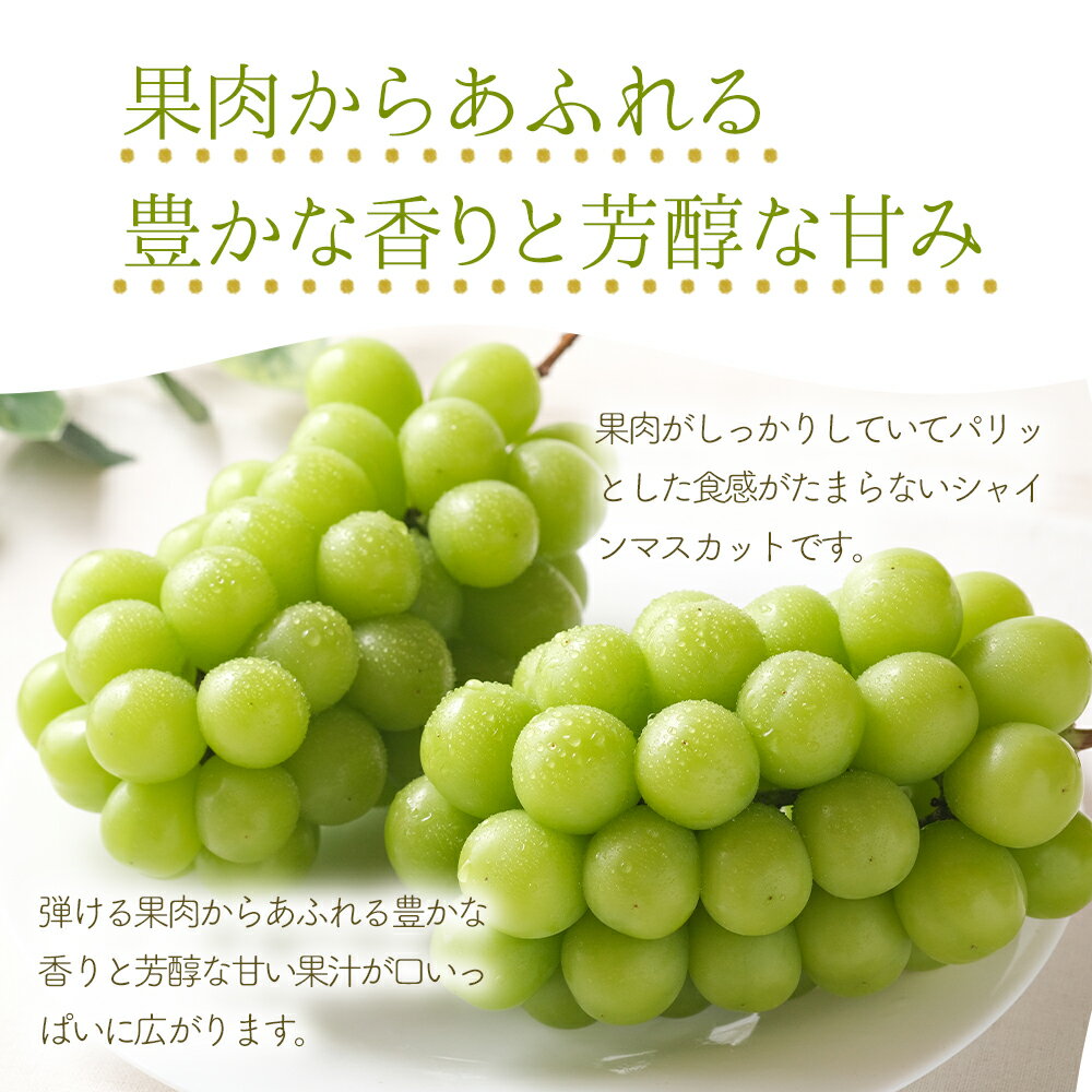 【ふるさと納税】【先行予約】朝採れ シャインマスカット 1.1kg以上（2～3房入り）数量限定 新鮮 産地直送 ぶどう ブドウ 葡萄 果物 フルーツ 大分県産 九州産 中津市 国産 送料無料【発送は2024年8月〜2024年9月末を予定】