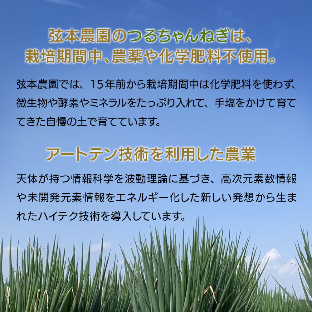 【ふるさと納税】弦本農園のこだわりのつるちゃんねぎ 80g×10束 葱 ねぎ ネギ 小葱 小ねぎ 小ネギ 薬味 大分県産 九州産 中津市 国産 送料無料／熨斗対応可 お歳暮 お中元 など