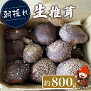 【ふるさと納税】【先行予約】朝採れ 生椎茸 800g以上 生しいたけ 生シイタケ 原木栽培 茸 きのこ 大分県産 九州産 中津市 国産 送料無料【発送は、2024年11月中旬～2025年3月末までの予定】