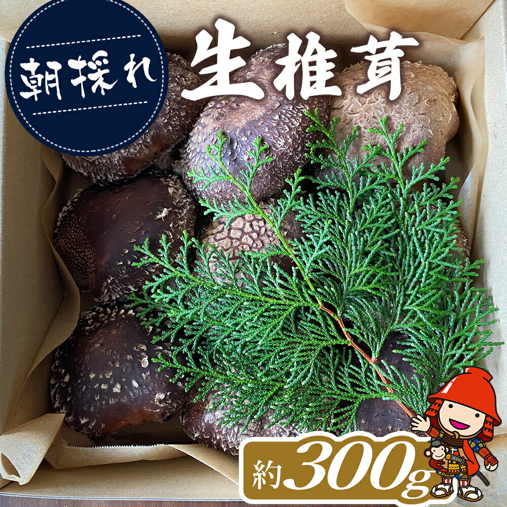 【ふるさと納税】【期間限定】朝採れ 生椎茸 約300g (大小10個程度) 生しいたけ 生シイタケ 原木栽培 茸 きのこ 大分県産 九州産 中津市 国産 送料無料【発送は、2024年11月中旬～2025年3月末までの予定】