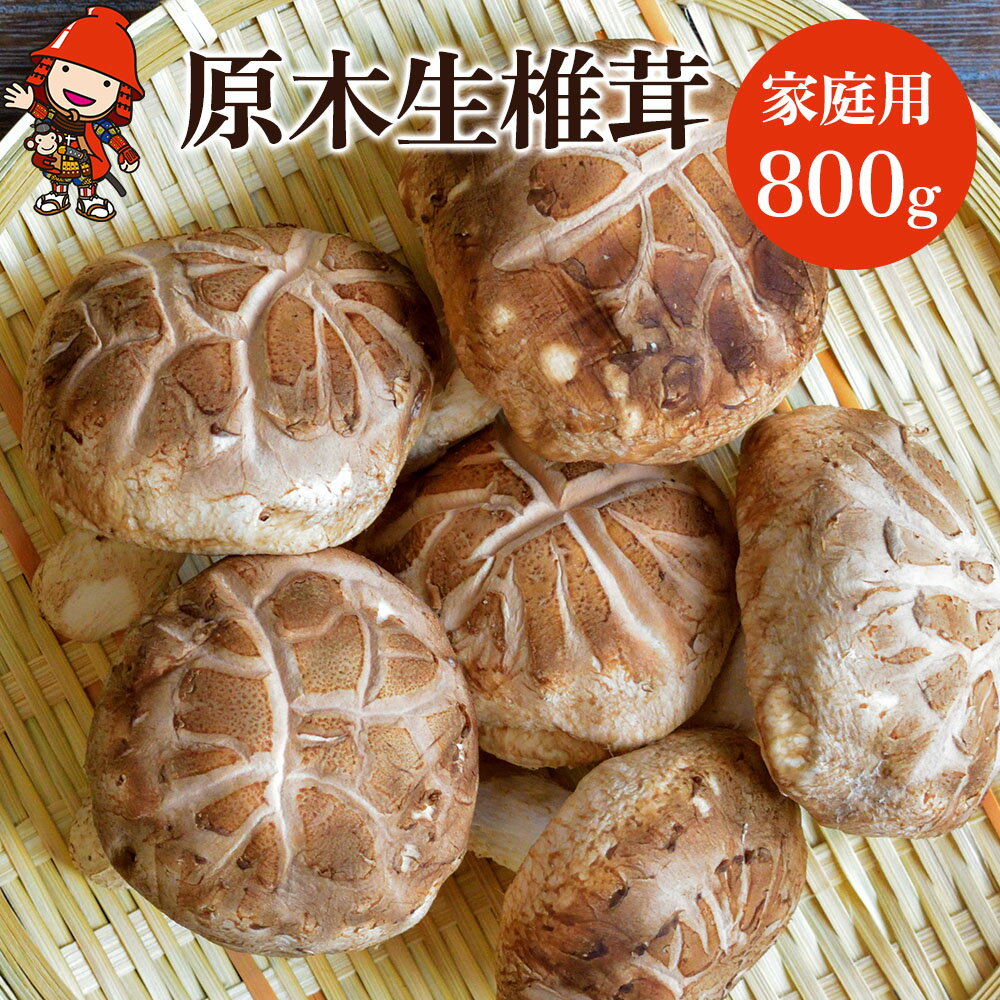 原木生椎茸 家庭用 800g 生しいたけ 生シイタケ 大分県産 九州産 中津市 国産 送料無料/熨斗対応可 お歳暮 お中元 など[2024年3月20日〜2024年6月30日順次発送予定]