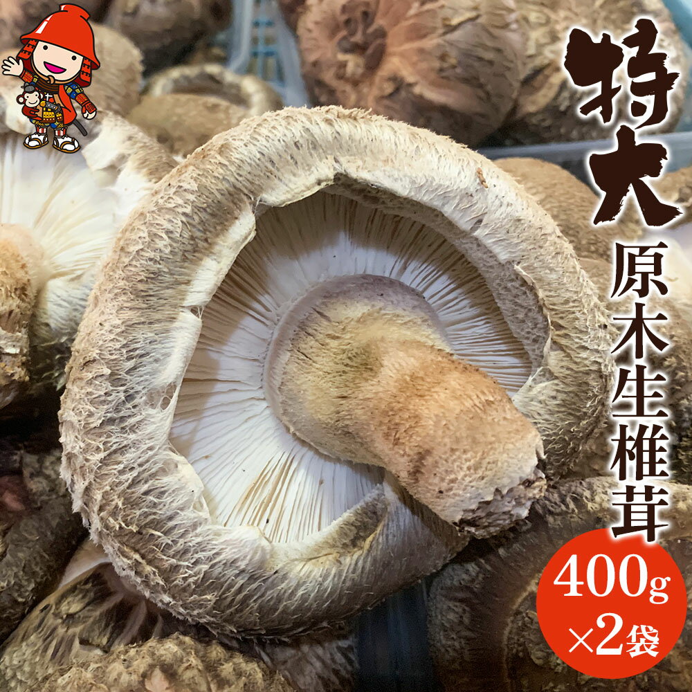 【ふるさと納税】【先行予約】特大 原木生椎茸 400g×2 生しいたけ 生シイタケ 大分県産 九州産 中津市 国産 送料無料／熨斗対応可 お歳暮 お中元 など【2024年3月20日～2024年6月30日順次発送予定】