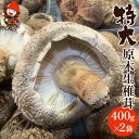 16位! 口コミ数「1件」評価「5」【先行予約】特大 原木生椎茸 400g×2 生しいたけ 生シイタケ 大分県産 九州産 中津市 国産 送料無料／熨斗対応可 お歳暮 お中元 な･･･ 