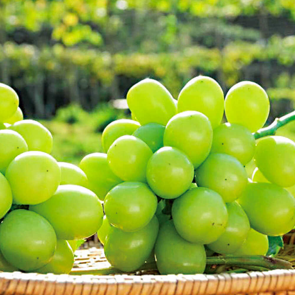 【ふるさと納税】日田市産シャインマスカット2kg(3〜5房)　日田市 / 全国農業協同組合連合会大分県本部 ブドウ 葡萄 ぶどう[ARFD007]のサムネイル