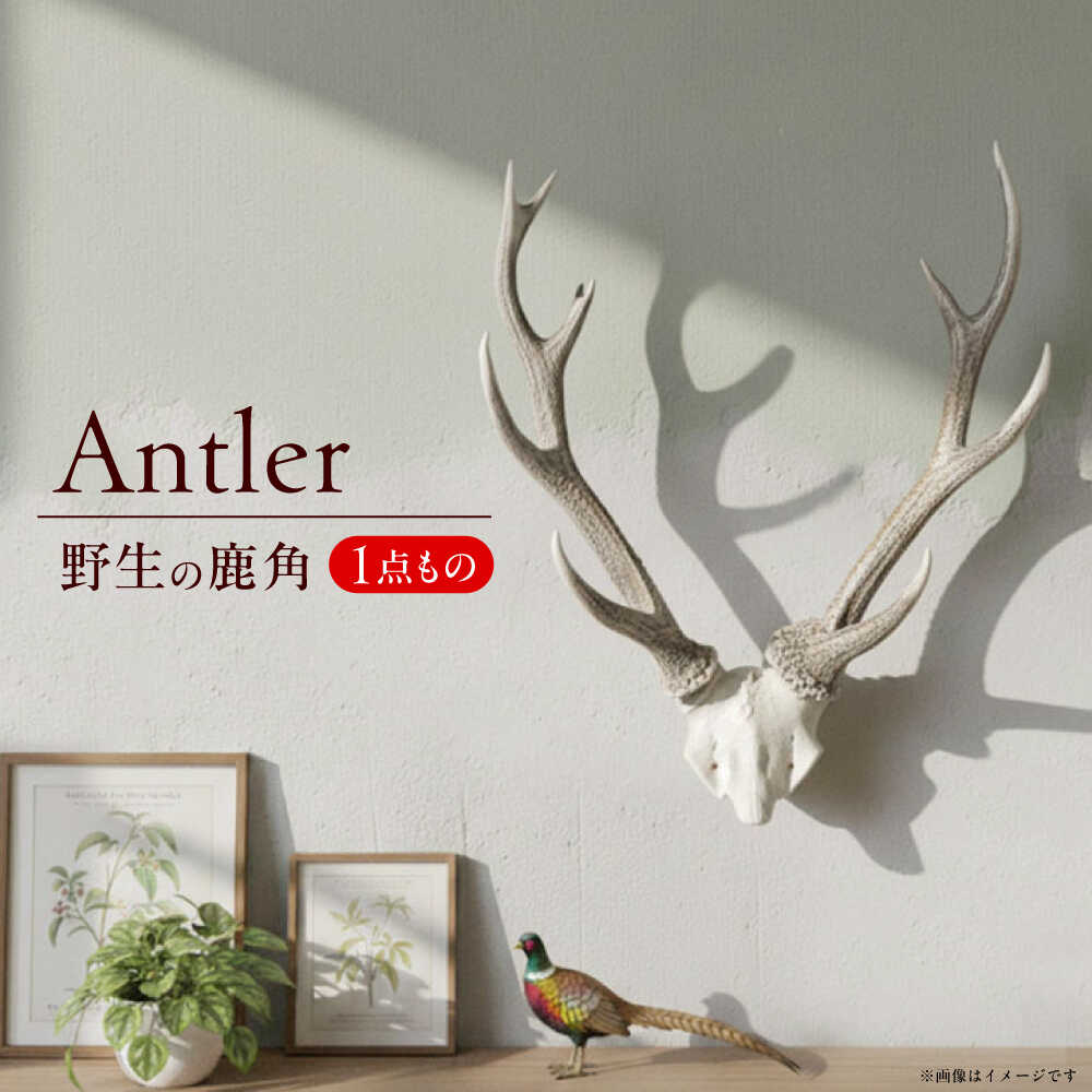 [日田の森を守るシンボル]天然の鹿の角 日田市 / 日田グリーンツーリズム花の木 シカ インテリア 壁掛け[ARFM001]