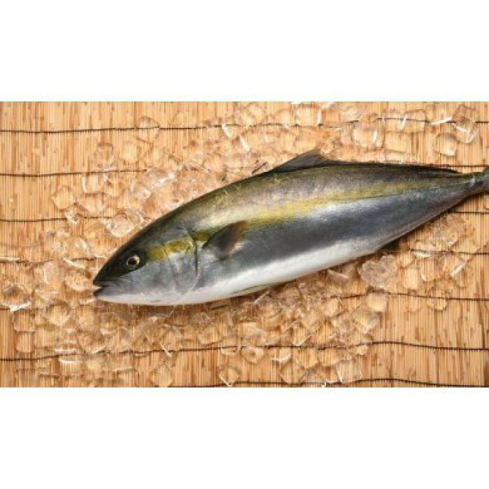 愛海の恵み 大分豊後水道産 政一郎の平政 養殖ヒラマサ 約3 4kg 1本 ふるさと納税バイブル 愛海の恵み 大分豊後水道産 政一郎の平政 養殖ヒラマサ 約3 4kg 1本 ふるさと納税バイブル