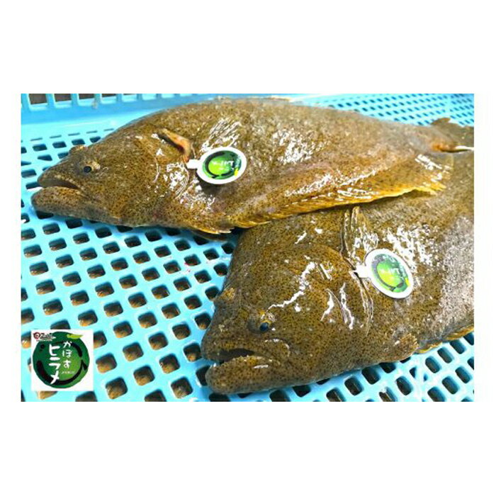 佐伯市 ふるさと納税 夏セール開催中 株式会社ネクサ 佐伯産カボスぶりカボスひらめ 低温熟成魚切り身 佐伯市 ふるさと納税 夏セール開催中 株式会社ネクサ 佐伯産カボスぶりカボスひらめ 低温熟成魚切り身