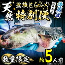 【ふるさと納税】数量限定！豊後水道 天然とらふぐ 特別便 (約5人前) ふぐ フグ とらふぐ ヒレ 皮 アラ てっちり鍋 鍋 ふぐ唐揚げ ふぐ刺し フグ刺し フグ刺身 刺身 鮮魚 冷蔵【AB104】【柳井商店】