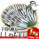 1位! 口コミ数「0件」評価「0」子持ち樺太ししゃも丸干し (計1kg・500g×2袋) 干物 ししゃも シシャモ 丸干し 魚 海鮮 冷凍 大分県 佐伯市【AP82】【(株)･･･ 