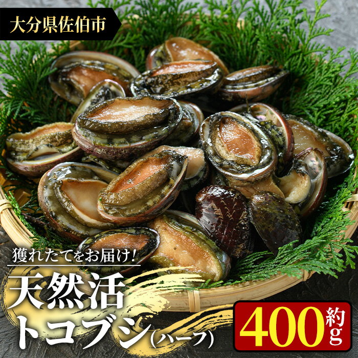 天然活きトコブシ (約400g・ハーフサイズ) 魚介 貝 トコブシ とこぶし 網焼き バター焼き バーベキュー 獲れたて 冷蔵 海の直売所 大分県 佐伯市[AS107][海べ (株)]