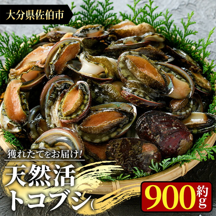 魚介類・水産加工品(貝類)人気ランク14位　口コミ数「10件」評価「4.9」「【ふるさと納税】天然 トコブシ (約900g) 鮮魚 魚介 貝 トコブシ とこぶし 酒蒸し 網焼き バター焼き バーベキュー 獲れたて 冷蔵 海の直売所 大分県 佐伯市【AS82】【海べ (株)】」