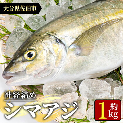 鮮魚 シマアジ (1本・約1kg) 鯵 アジ あじ しまあじ 神経締め 獲れたて 海鮮 まるごと 刺身 塩焼き 冷蔵 海の直売所 大分県 佐伯市【AS87】【海べ (株)】