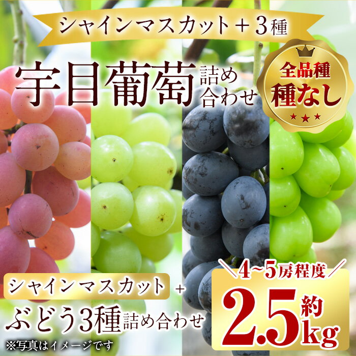 【ふるさと納税】＜先行予約受付中！2024年9月以降順次発送