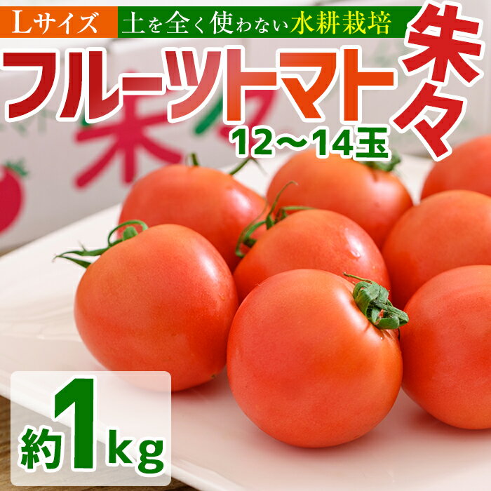 【ふるさと納税】フルーツトマト 朱朱 Lサイズ (計1kg・12-14玉) L 高糖度 糖度 フルーツトマト トマト 野菜 サラダ 大分県 佐伯市 九州産 国産 大分県 佐伯市【CH62】【(株)サニープレイス】