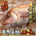 天然 真鯛 (約1.8-2kg・1枚) 直送 産直 漁師 魚 鮮魚 天然 マダイ 鯛 白身魚 獲れたて 刺身 煮つけ 塩焼き 冷蔵 豊後水道 鮮魚 大分県 佐伯市