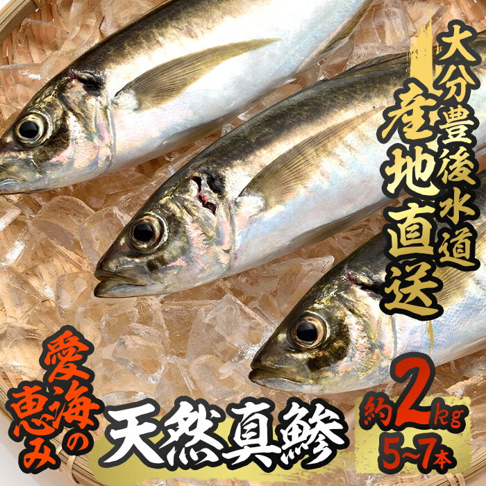 魚介類・水産加工品(アジ)人気ランク19位　口コミ数「0件」評価「0」「【ふるさと納税】天然 真鯵 (約2kg・計5-7本) 直送 産直 漁師 魚 鮮魚 天然 アジ 鯵 青魚 獲れたて 刺身 煮つけ 塩焼き 冷蔵 豊後水道 鮮魚 大分県 佐伯市【CS04】【 (有)丸昌水産】」