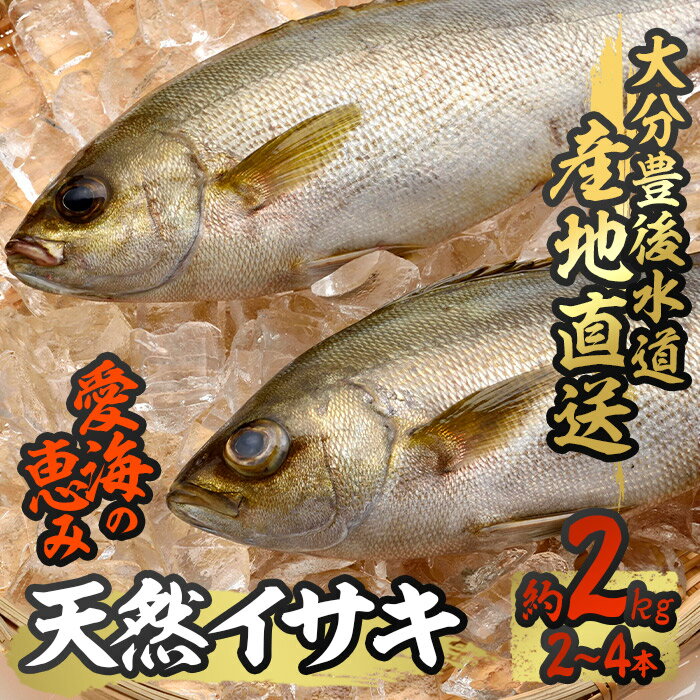 その他水産物(イサキ)人気ランク1位　口コミ数「0件」評価「0」「【ふるさと納税】天然 イサキ (約2kg・計2-4本) 直送 産直 漁師 魚 鮮魚 天然 イサキ 鶏魚 白身魚 獲れたて 刺身 煮つけ 塩焼き 冷蔵 豊後水道 大分県 佐伯市 愛海の恵み【CS07】【 (有)丸昌水産】」