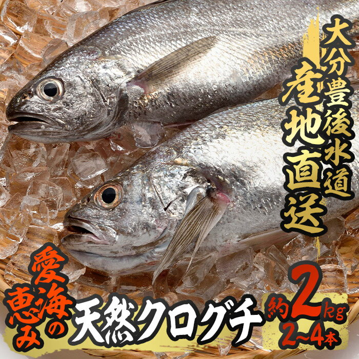 【ふるさと納税】天然 クログチ (約2kg・計2-4本) 直