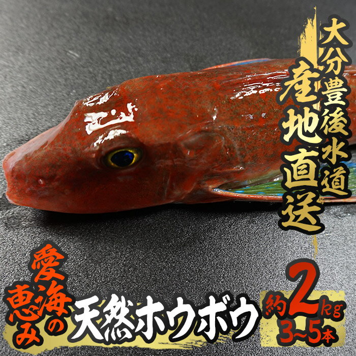 天然 ホウボウ (約2kg・計3-5本) 直送 産直 漁師 魚 鮮魚 天然 ホウボウ 魴ぼう 白身魚 獲れたて 刺身 煮つけ 塩焼き 冷蔵 豊後水道 鮮魚 大分県 佐伯市 豊後水道 鮮魚 愛海の恵み[CS10][ (有)丸昌水産]