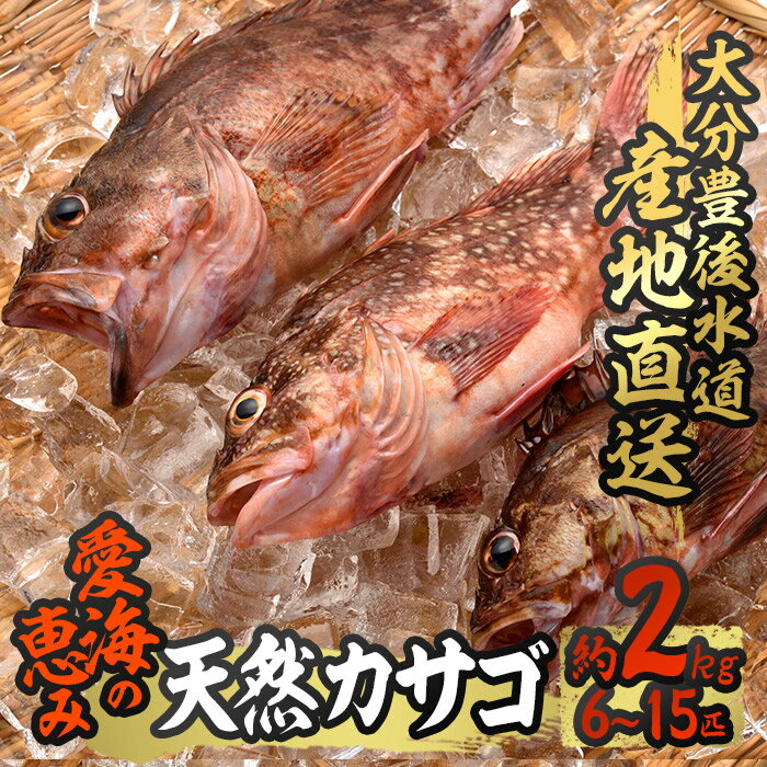 天然 カサゴ (約2kg・計6-15匹) 直送 産直 漁師 魚 鮮魚 天然 カサゴ 白身魚 獲れたて 刺身 煮つけ フライ 唐揚げ 塩焼き 冷蔵 豊後水道 鮮魚 大分県 佐伯市