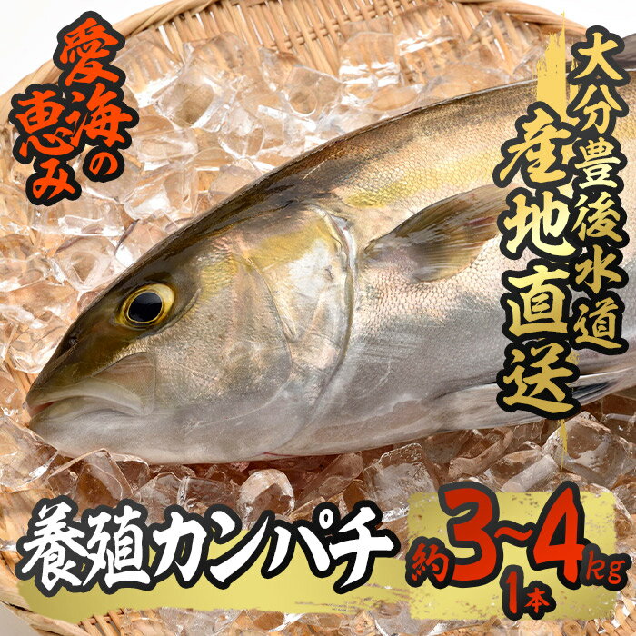 養殖 カンパチ (約3-4kg・1本) 直送 産直 漁師 魚 鮮魚 養殖 カンパチ 間八 白身魚 獲れたて 刺身 煮つけ 唐揚げ 塩焼き 冷蔵 豊後水道 大分県 佐伯市 愛海の恵み[CS23][ (有)丸昌水産]