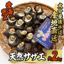 【ふるさと納税】 天然 サザエ (約2kg) 直送 産直 漁師 貝 魚介 さざえ 栄螺 獲れたて 刺身 塩焼き バター焼き バーベキュー 酒蒸し 冷蔵 豊後水道 鮮魚 大分県 佐伯市【CS27】【 (有)丸昌水産】