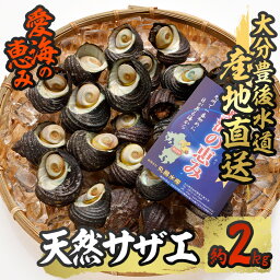 【ふるさと納税】 天然 サザエ (約2kg) 直送 産直 漁師 貝 魚介 さざえ 栄螺 獲れたて 刺身 塩焼き バター焼き バーベキュー 酒蒸し 冷蔵 豊後水道 鮮魚 大分県 佐伯市【CS27】【 (有)丸昌水産】