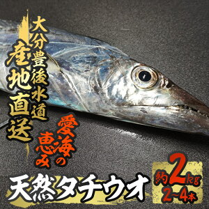 【ふるさと納税】 天然 タチウオ (約2kg・計2-4本) 直送 産直 漁師 魚 鮮魚 天然 太刀魚 白身魚 獲れたて 刺身 煮つけ 唐揚げ 塩焼き 冷蔵 豊後水道 鮮魚 大分県 佐伯市【CS29】【 (有)丸昌水産】