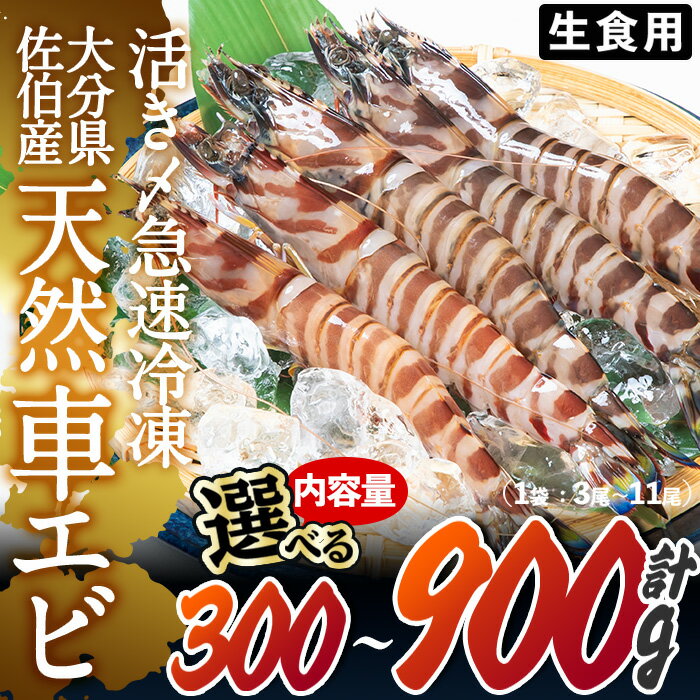 【ふるさと納税】＜内容量が選べる＞天然 活き車エビ 生食用 (300g・計900g) エビ 海老 車海老 冷凍 刺身 さしみ 天ぷら 塩焼 バーベキュー 国産 大分県産 大分県 佐伯市 やまろ渡邉【DL18・DL19】【鶴見食賓館】