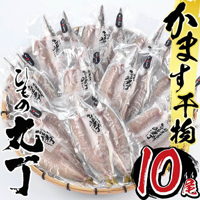 ギフト用品質!九州産ひものかます開き(10尾) 干物 かます カマス 開き 魚 海鮮 冷凍 ひもの 小分け 惣菜 おかず セット ギフト 贈り物 大分県 佐伯市[DH182][ネクサ]