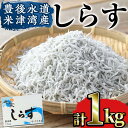 【ふるさと納税】豊後水道 米水津産 しらす (計1kg・50...