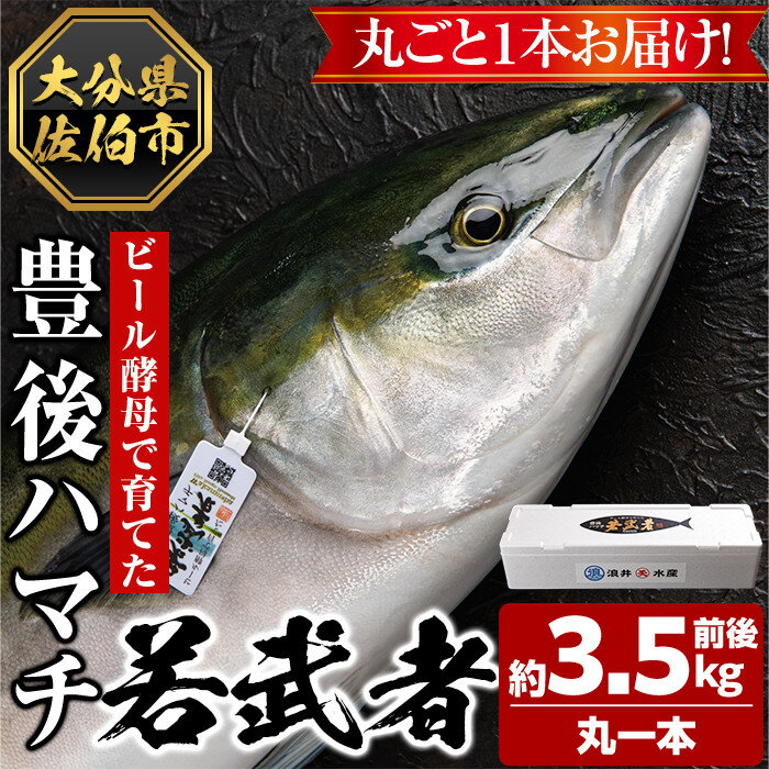 7位! 口コミ数「0件」評価「0」＜先行予約受付中！2024年10月より順次発送予定＞豊後ハマチ 若武者(丸一本) ハマチ はまち 鮮魚 旬 刺身 鰤しゃぶ 竜田揚げ りゅう･･･ 