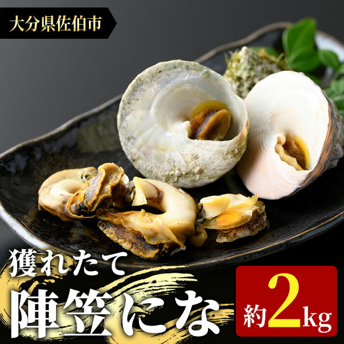 陣笠にな(約2kg) 魚介 貝 にな ニナ 酒蒸し 網焼き バター焼き バーベキュー 獲れたて 冷蔵 海の直売所 大分県 佐伯市[AS84][海べ (株)]