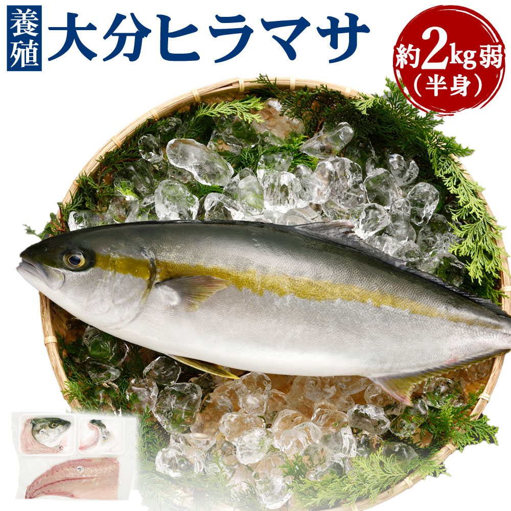 さっぱり上品な味わい！「うすき産（養殖）大分ヒラマサ」 約2kg弱（半身）3枚おろし アラ 真空パック 新鮮 魚介類 魚 冷蔵発送 ひらまさ お刺身 お煮つけ 焼き身 カルパッチョ 国産 大分県 臼杵市 送料無料