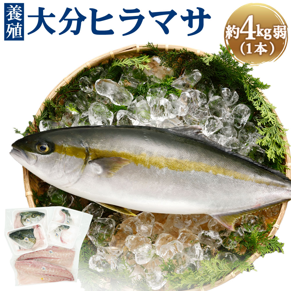 さっぱり上品な味わい！「うすき産（養殖）大分ヒラマサ」 約4kg弱（1本）3枚おろし アラ 真空パック 新鮮 魚介類 魚 冷蔵発送 ひらまさ お刺身 お煮つけ 焼き身 カルパッチョ 国産 大分県 臼杵市 送料無料