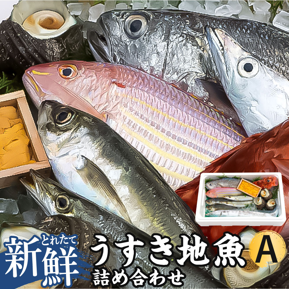 豊後水道 うすき 地魚 詰め合わせ Aセット 1箱分[下処理対応可]ランダム おまかせ 魚 旬 新鮮 魚介類 生魚 海鮮 冷蔵 大分県 臼杵市 送料無料