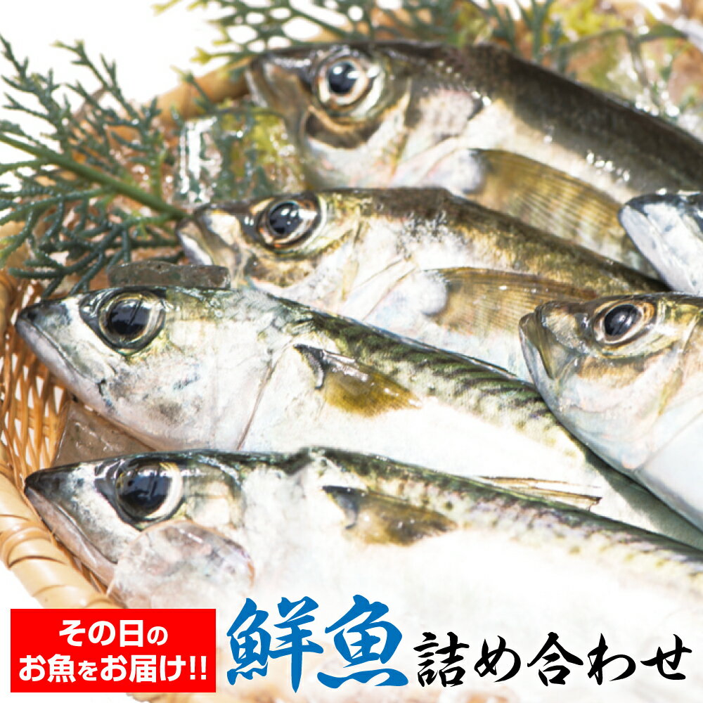 23位! 口コミ数「0件」評価「0」朝獲れ新鮮！最高の漁場 豊後水道で獲れた鮮魚詰め合わせ 豊後水道 ランダム おまかせ 魚 旬 新鮮 魚介類 生魚 海鮮 冷蔵 大分県 臼杵市･･･ 