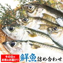 朝獲れ新鮮！最高の漁場 豊後水道で獲れた鮮魚詰め合わせ 豊後水道 ランダム おまかせ 魚 旬 新鮮 魚介類 生魚 海鮮 冷蔵 大分県 臼杵市 送料無料