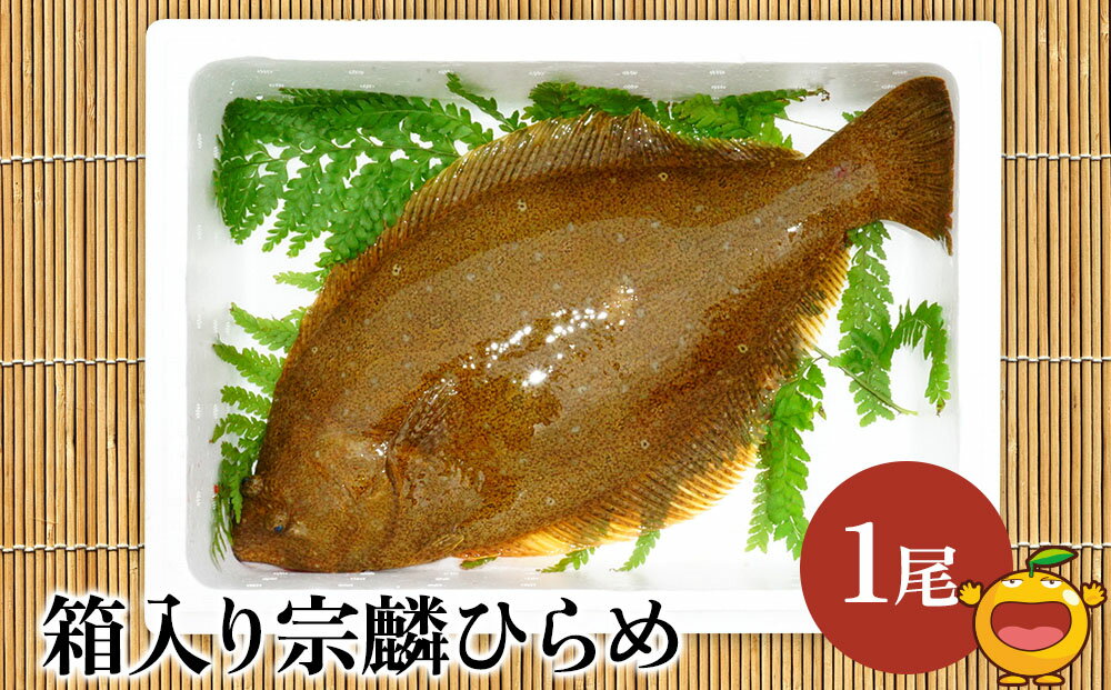 箱入り宗麟ひらめ 1尾 ヒラメ 夫婦仲良く 平目 鮃 刺身 生魚 新鮮 大分県産 九州産 津久見市 国産 送料無料