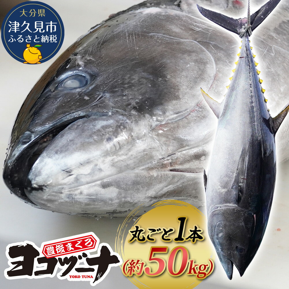 51位! 口コミ数「0件」評価「0」マグロ まるごと1本 約50kg 豊後まぐろヨコヅーナ 大分県津久見市産 マグロ まぐろ 鮪 丸ごと 赤身 大トロ 中トロ トロ 刺身