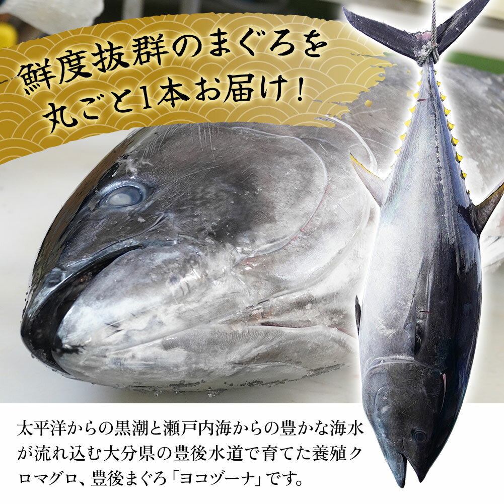 【ふるさと納税】マグロ まるごと1本 約50kg 豊後まぐろヨコヅーナ 大分県津久見市産 マグロ まぐろ 鮪 丸ごと 赤身 大トロ 中トロ トロ 刺身