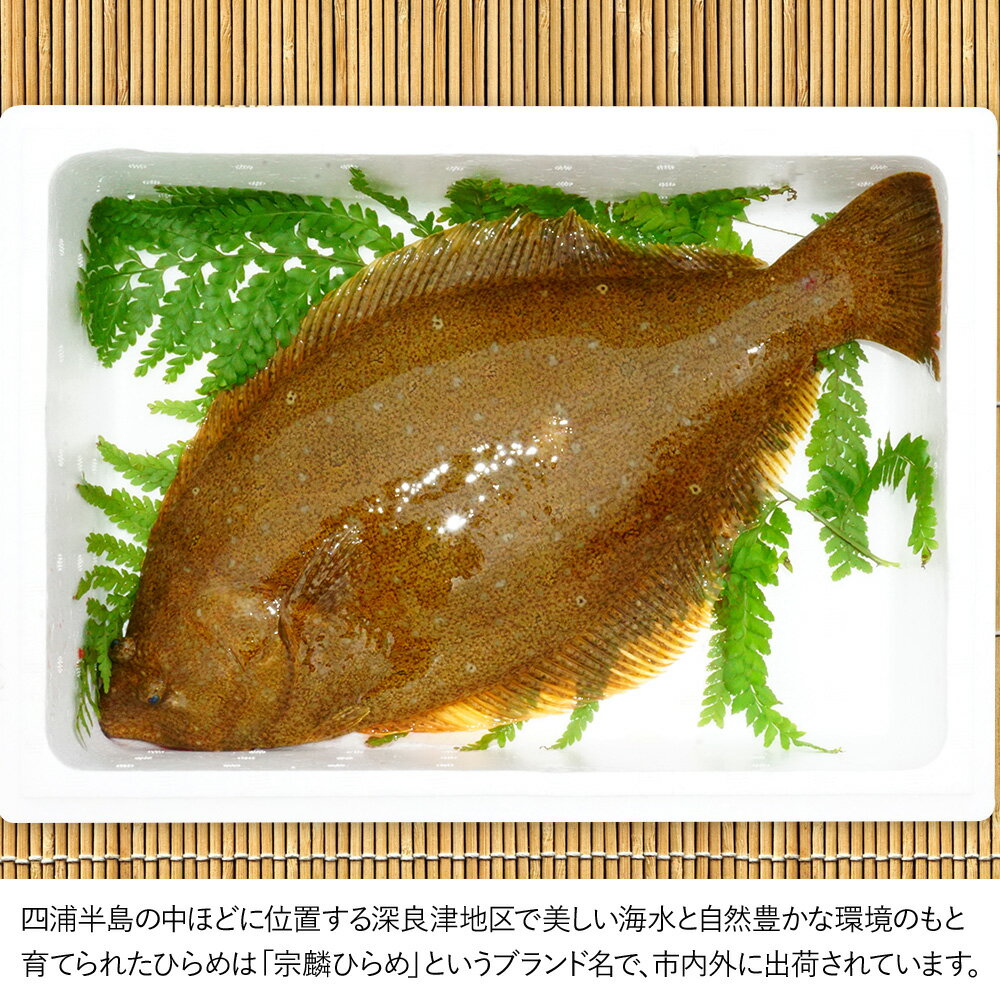 【ふるさと納税】箱入り宗麟ひらめ 1尾 ヒラメ 夫婦仲良く 平目 鮃 刺身 生魚 新鮮 大分県産 九州産 津久見市 国産 送料無料