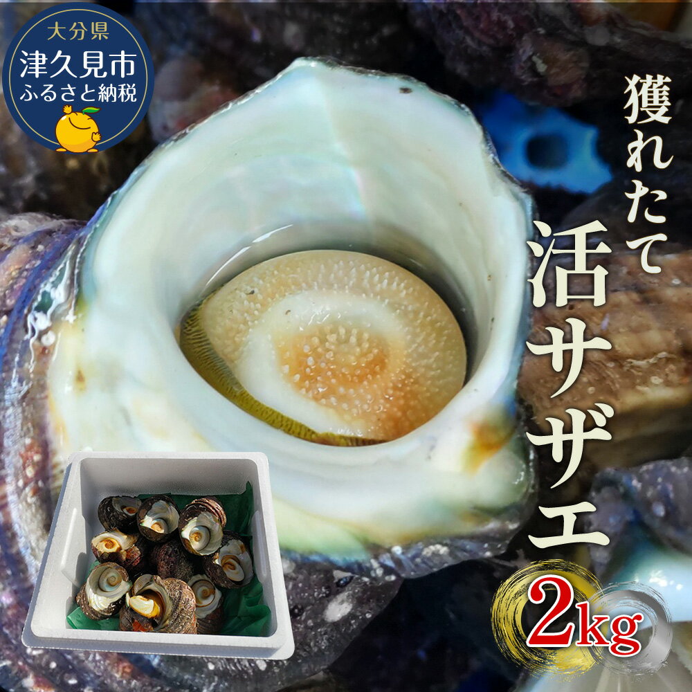 【ふるさと納税】獲れたて 活サザエ 2kg さざえ 生 栄螺 壺焼きサザエ つぼ焼き 海産物 海鮮 バーベキ...