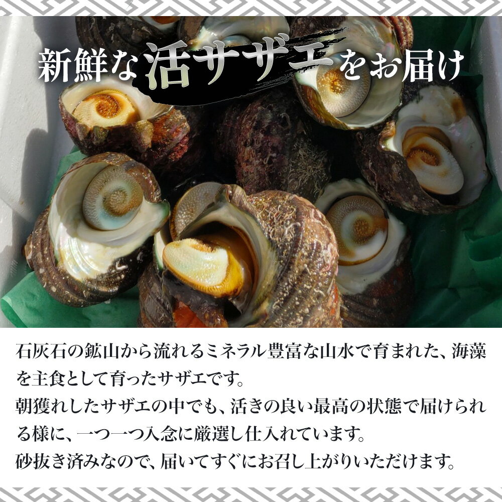 【ふるさと納税】獲れたて 活サザエ 2kg さざえ 生 栄螺 壺焼きサザエ つぼ焼き 海産物 海鮮 バーベキュー BBQ 大分県 九州産 津久見市 国産 送料無料