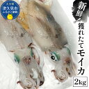 【ふるさと納税】獲れたて モイカ 2kg(2～4杯) 新鮮 ア...