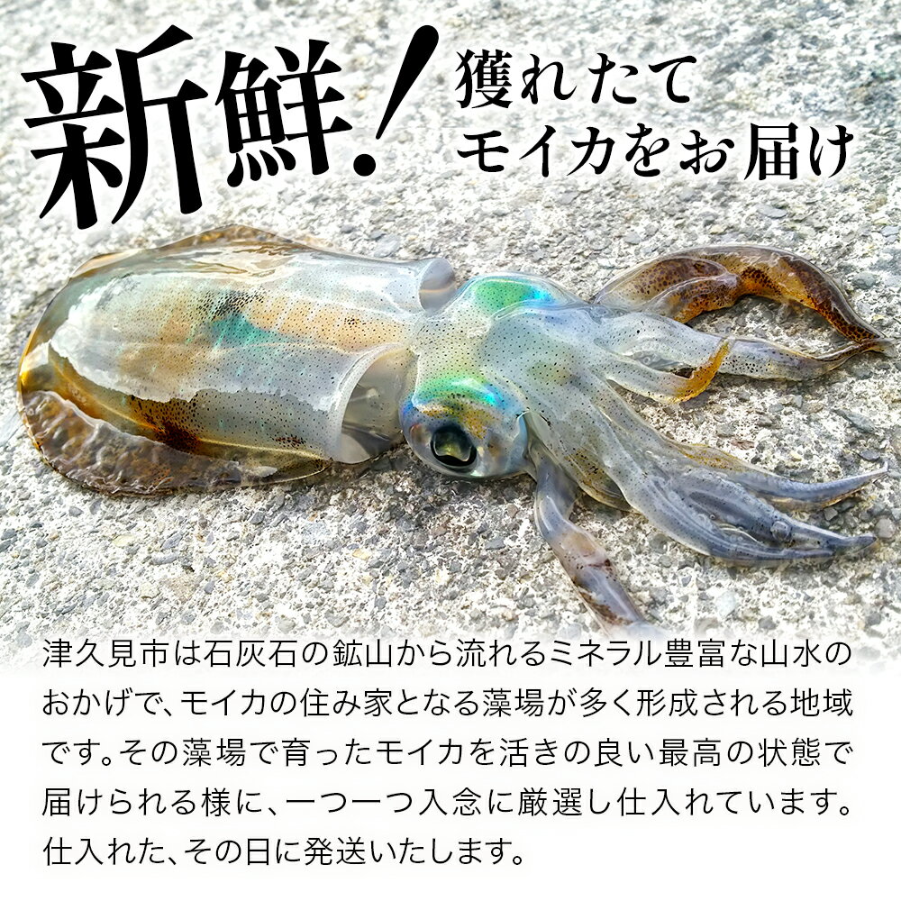 【ふるさと納税】獲れたて モイカ 2kg(2～4杯) 新鮮 アオリイカ イカ 刺身 刺し身 もいか あおりいか 水いか 水イカ 大分県産 九州産 津久見市 国産 送料無料【発送は、2023年11月上旬より順次出荷予定】