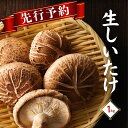 【ふるさと納税】 先行予約/大分県産 しいたけ 津久見で育てた肉厚生しいたけ 1kg | 津久見市 椎茸 菌床しいたけ シイタケ きのこ 冷蔵 大分県 九州 国産 産地直送 送料無料 【創造工房】