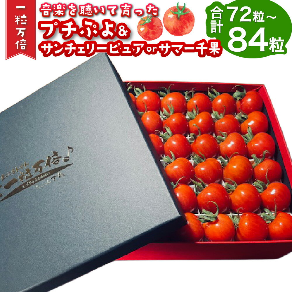 音楽を聴いて育った 「ミニトマト 2段 黒 / 赤 BOX」 (プチぷよ30粒から42粒 / サンチェリーピュア もしくは サマー千果 42粒) プチトマト トマト とまと 野菜 やさい サラダ お弁当 健康 冷蔵 大分県産 竹田市[2026年7月上旬〜11月上旬順次発送予定]