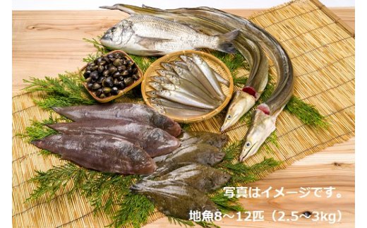 流行に ふるさと納税 獲れたら発送 地魚セット 高田魚市場 超人気の Apuntesfpinformatica Es 流行に ふるさと納税 獲れたら発送 地魚セット 高田魚市場 超人気の Apuntesfpinformatica Es