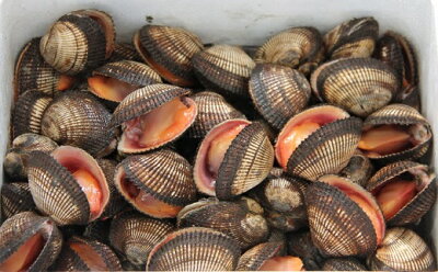 楽天ふるさと納税　【ふるさと納税】新鮮 美味しい 赤貝 5kg 養殖 寿司 ネタ 先行予約